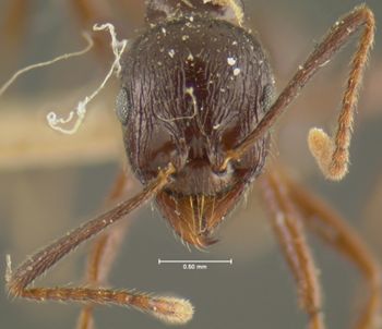 Media type: image; Entomology 22873   Aspect: head frontal view